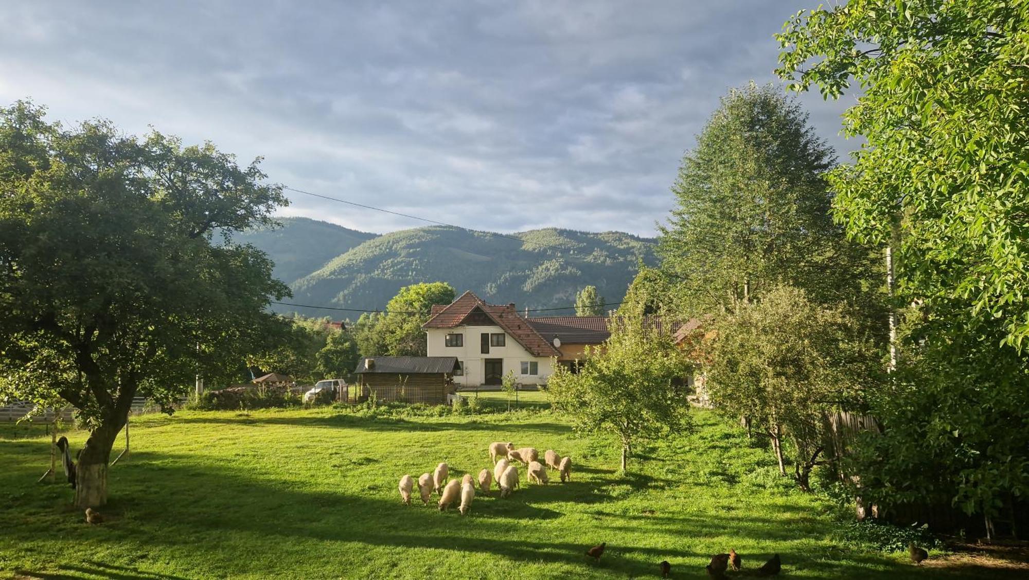 Casa Dorina Villa Bran  Bagian luar foto